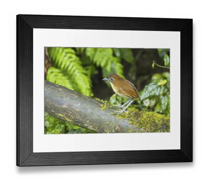 Framed Print : Yellow-breasted Antpitta (Grallaria flavotincta) bird standing on tree branch in rainforest