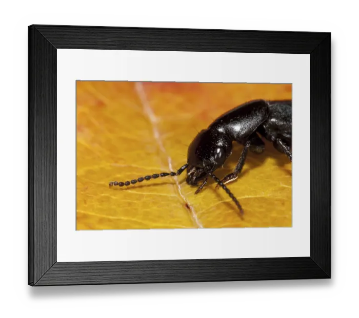 Framed Print : A devil's coach-horse beetle (Ocypus olens) walking across an autumn leaf in a garden in Sowerby Framed Print : A devil's coach-horse beetle (Ocypus olens) walking across an autumn leaf in a garden in Sowerby