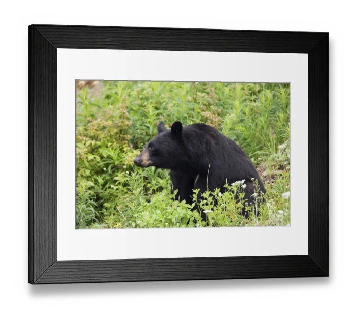 Framed Print : American Black Bear (Ursus americanus) Framed Print : American Black Bear (Ursus americanus)