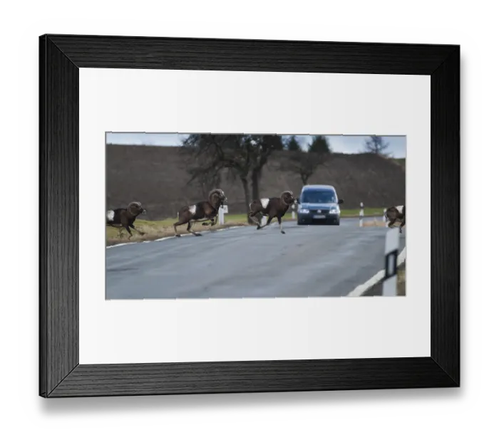 Framed Print : Wild mouflon (Ovis orientalis orientalis group) running over a road