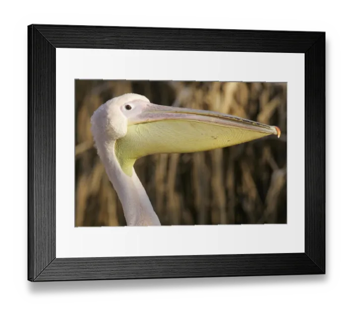 Framed Print : Great white pelican (pelecanus onocrotalus) Framed Print : Great white pelican (pelecanus onocrotalus)
