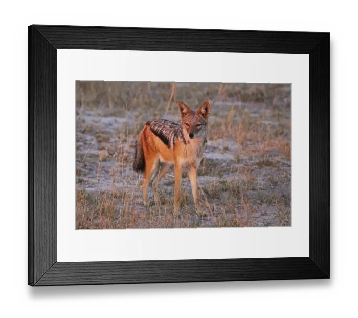 Framed Print : Black-backed jackal in fr