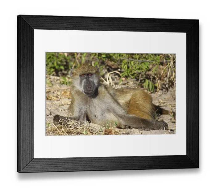 Framed Print : Lying baboon, yellow baboon (papio cynocephalus) Framed Print : Lying baboon, yellow baboon (papio cynocephalus)