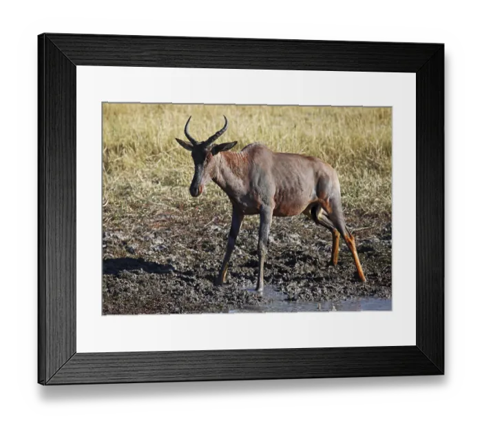 Framed Print : Tsessebe in the mud, sassaby (Damaliscus lunatus)