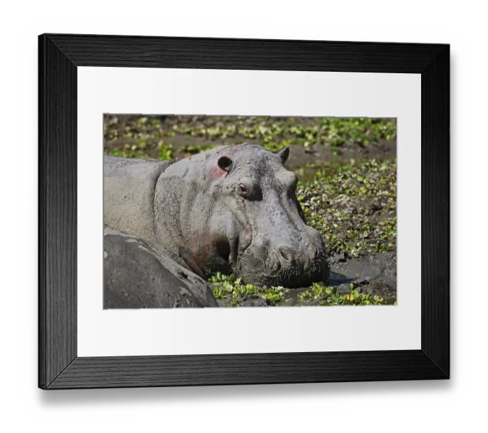 Framed Print : Hippo at South Luangwa National Park Framed Print : Hippo at South Luangwa National Park