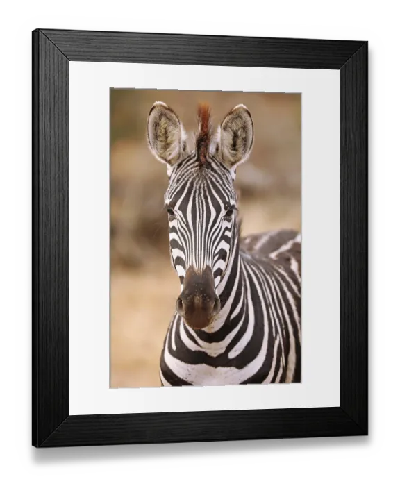 Framed Print : Steppenzebra, S Framed Print : Steppenzebra, S