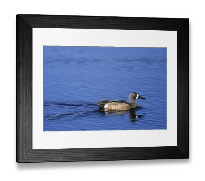 Framed Print : Blue-winged teals (Anas discors) moult twice a year