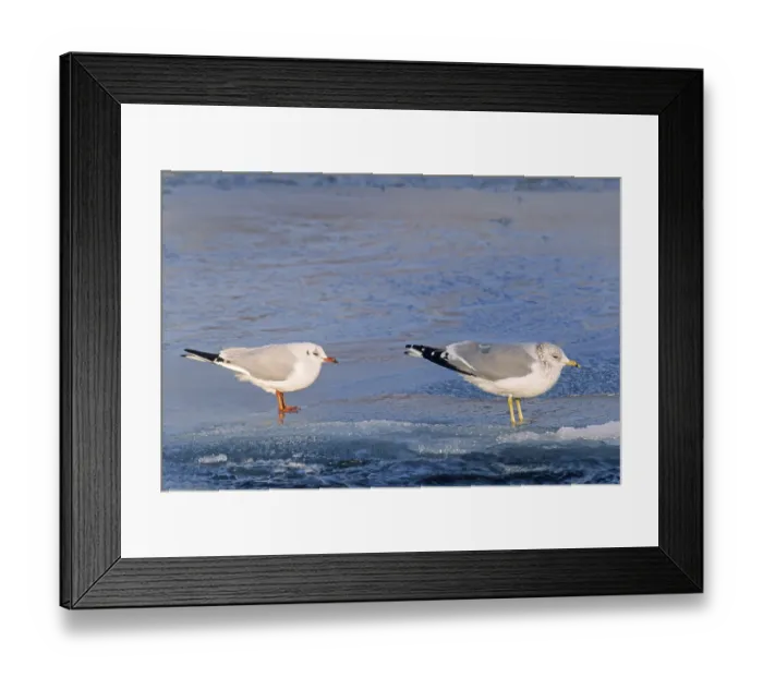 Framed Print : Common Gull (Larus canus) is a medium-sized gull (Photo Common Gull and Black-headed (Chroicocephalus ridibundus) Gull) Framed Print : Common Gull (Larus canus) is a medium-sized gull (Photo Common Gull and Black-headed (Chroicocephalus ridibundus) Gull)