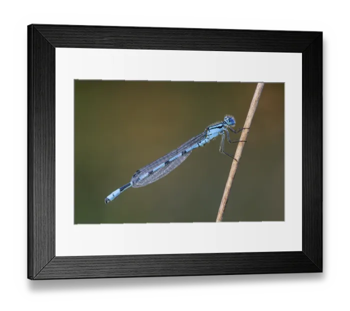 Framed Print : Common blue damselfly (Enallagma cyathigerum) is common throughout Europe