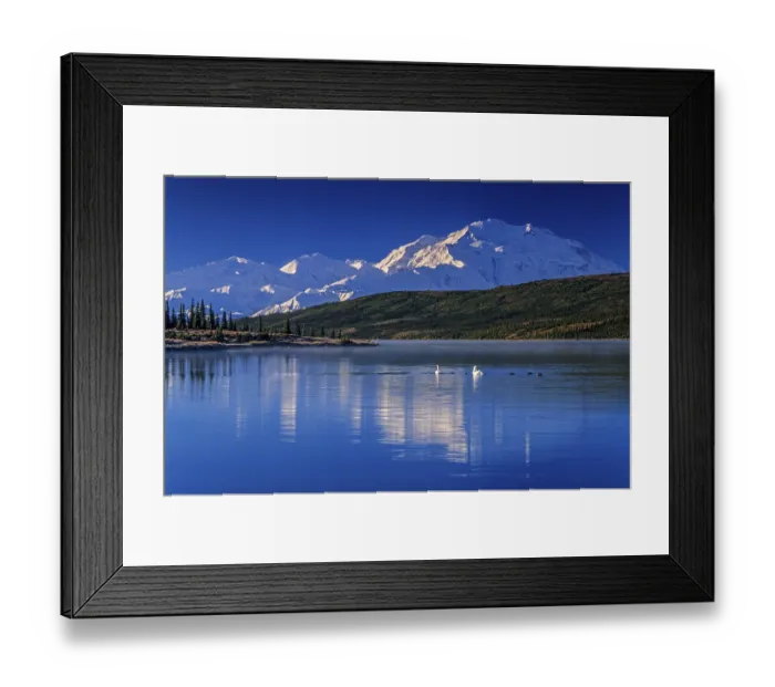 Framed Print : Trumpeter Swans at early morning on Wonder Lake and Denali in the background Framed Print : Trumpeter Swans at early morning on Wonder Lake and Denali in the background