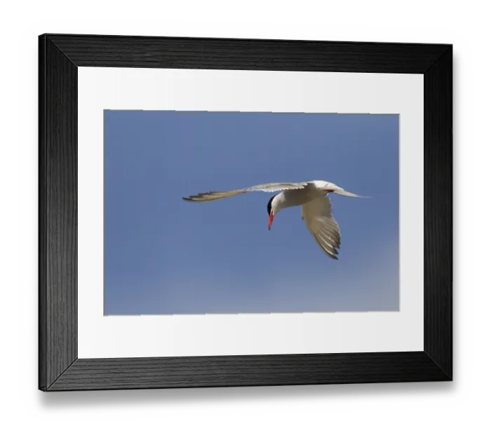 Framed Print : Common Tern (Sterna hirundo) feeding by plunge-diving for fish