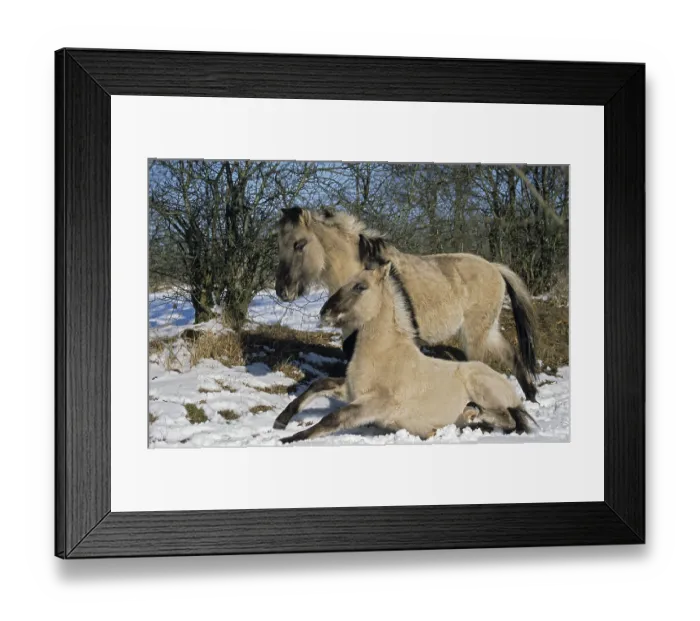 Framed Print : Konik, Foal seeking contact with another foal (Waldtarpan-Rueckzuechtung)