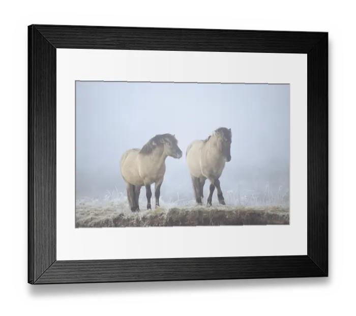 Framed Print : Konik, Stallions wrangling for hierarchy (Tarpan-breeding back) Framed Print : Konik, Stallions wrangling for hierarchy (Tarpan-breeding back)