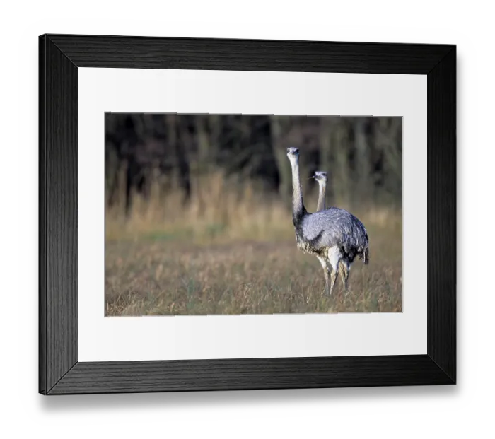 Framed Print : Nandus standing watchful in a bog meadow (greater rhea (Rhea americana)