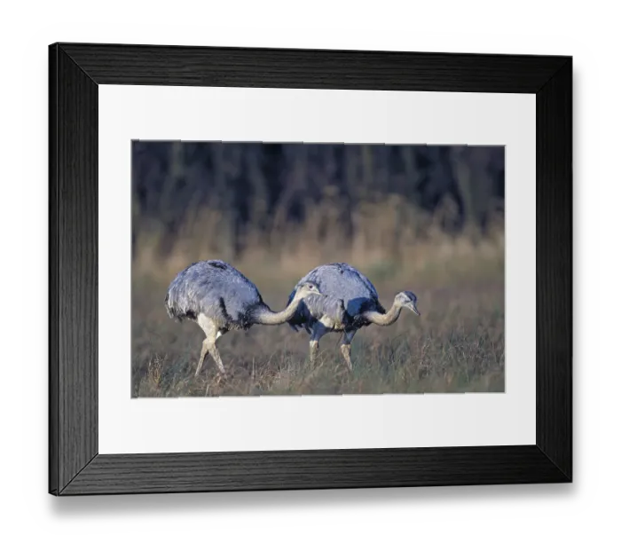 Framed Print : Nandus foraging in the Wakenitz lowlands (greater rhea (Rhea americana)