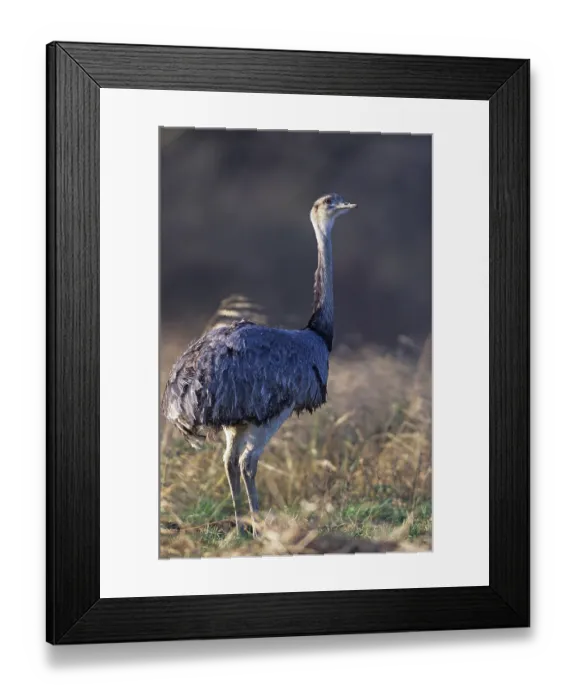 Framed Print : Nandu observing alertly a conspecific (greater rhea (Rhea americana)
