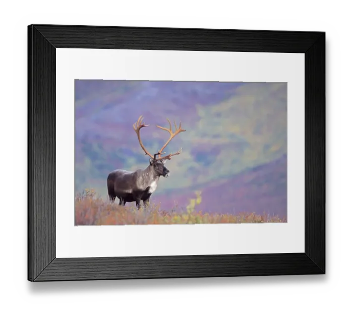 Framed Print : Reindeer (Rangifer tarandus) standing in the autumn tundra (Alaskan Caribou)