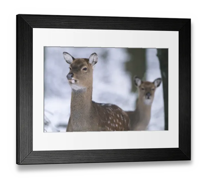 Framed Print : Subspecies: Dybowski sika deer (Cervus nippon)