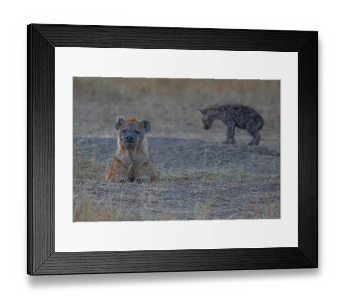 Framed Print : Africa, african, animal, carnivore