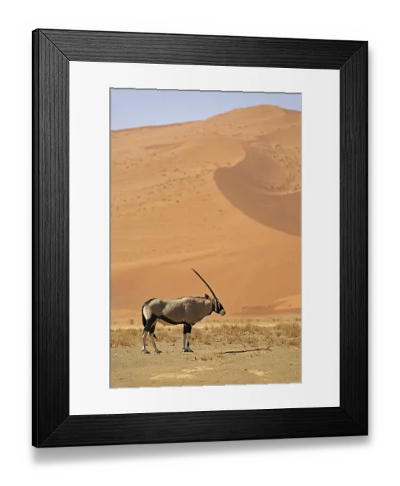 Framed Print : Oryx antelope in the Namib-Naukluft Park in Namibia Framed Print : Oryx antelope in the Namib-Naukluft Park in Namibia