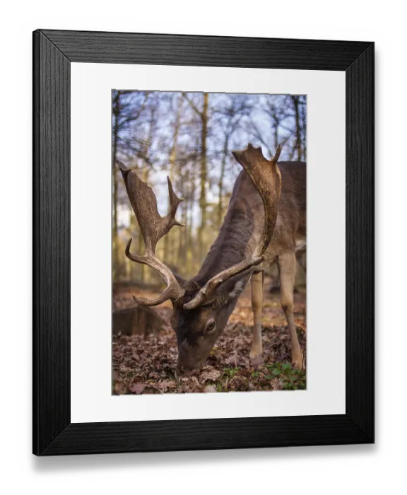 Framed Print : European fallow deer (Dama dama dama) Framed Print : European fallow deer (Dama dama dama)