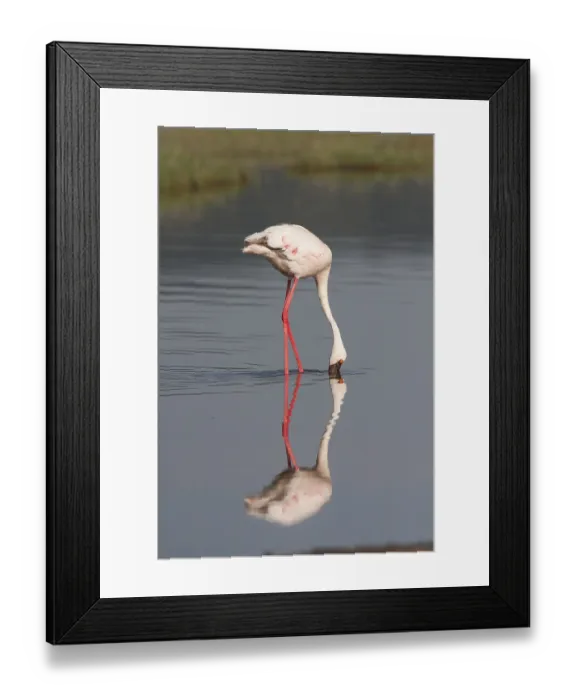 Framed Print : A dwarf flamingo is reflected in the shallow waters of Lake Nakuru