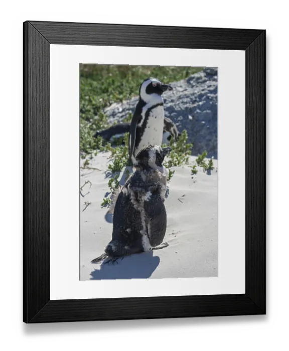 Framed Print : Penguin Framed Print : Penguin