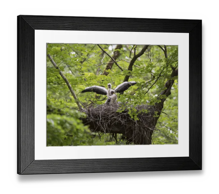 Framed Print : Black Stork (Ciconia nigra) Framed Print : Black Stork (Ciconia nigra)