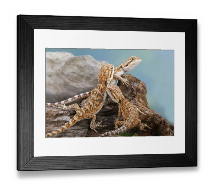 Framed Print : Bearded Dragons, semiadult (Pogona vitticeps)