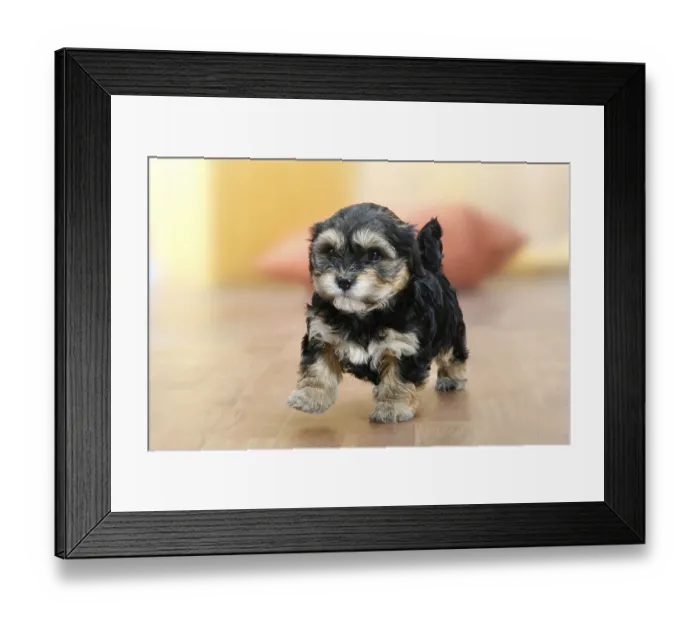 Framed Print : Havanese, puppy, detachable