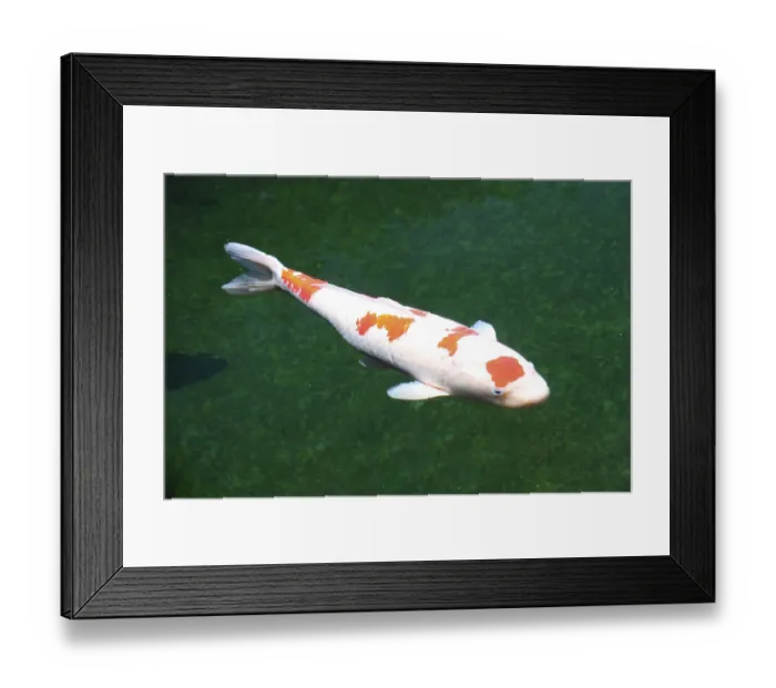 Framed Print : Ginrin Koi, Ginrin coicarp (Cyprinus carpio), free