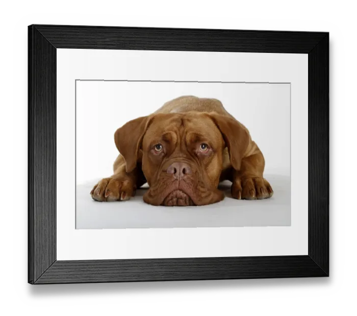 Framed Print : Dogue de Bordeaux, Bordeaux Mastiff or French Mastiff