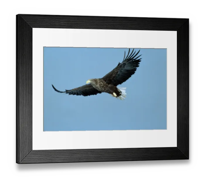 Framed Print : White-tailed eagle (Haliaeetus albicilla) Framed Print : White-tailed eagle (Haliaeetus albicilla)