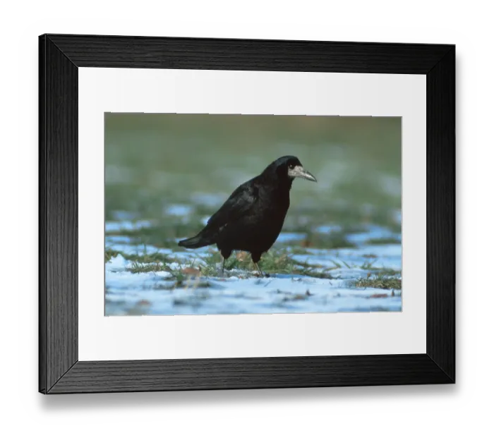 Framed Print : Rook (Corvus frugilegus), Saatkraehe