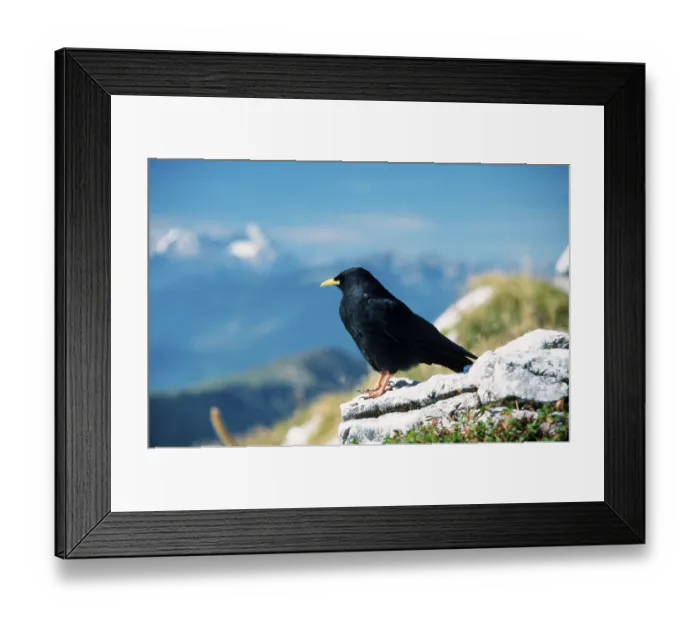 Framed Print : Alpine Chough (Pyrrhocorax graculus)