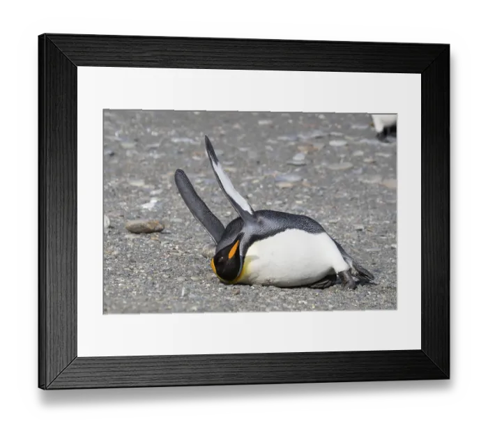 Framed Print : King penguins (Aptenodytes patagonicus)