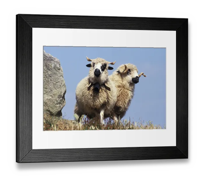 Framed Print : Thones Marthod sheep, adult with bell around neck Framed Print : Thones Marthod sheep, adult with bell around neck