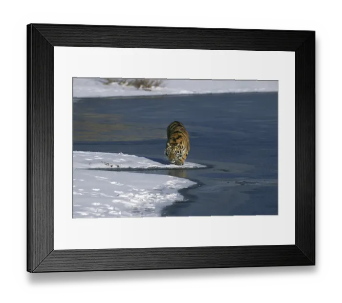 Framed Print : Siberian Tiger (panthera tigris altaica) Framed Print : Siberian Tiger (panthera tigris altaica)