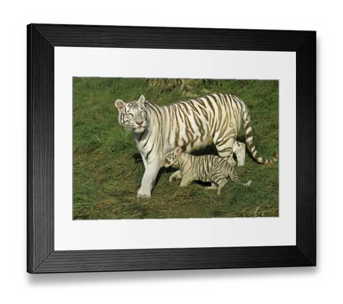 Framed Print : White Tiger (panthera tigris), Mother with Cub