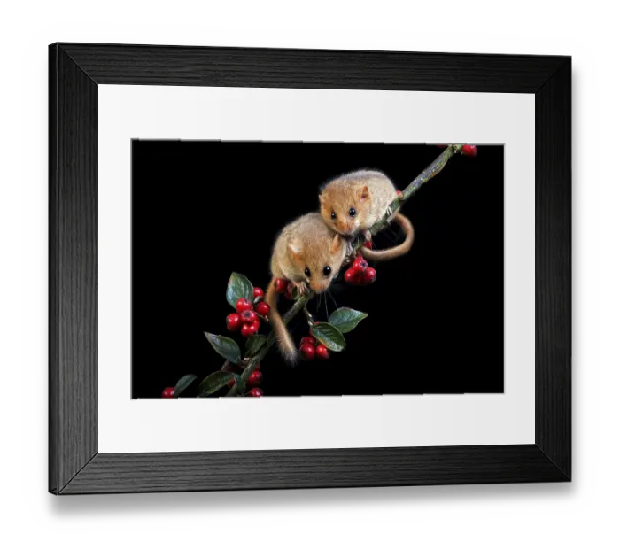 Framed Print : COMMON hazel dormouse (muscardinus avellanarius)