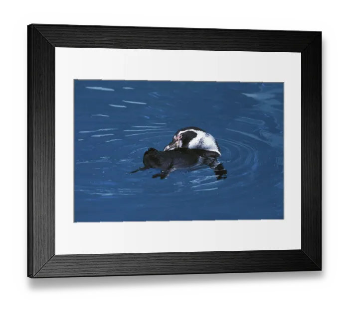 Framed Print : Humboldt penguin (spheniscus humboldti)