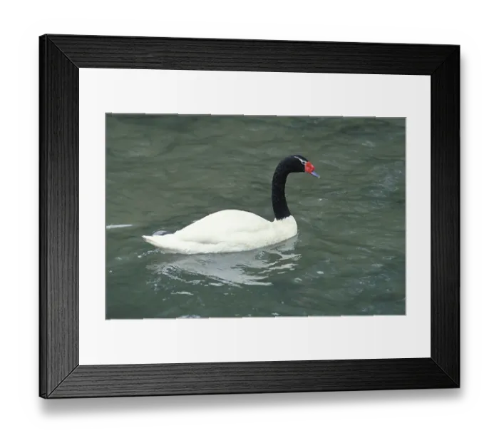 Framed Print : BLACK-NECKED SWAN cygnus melanocoryphus Framed Print : BLACK-NECKED SWAN cygnus melanocoryphus