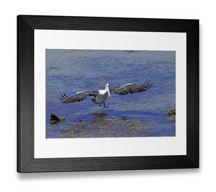 Framed Print : AUSTRALIAN australian pelican (pelecanus conspicillatus) Framed Print : AUSTRALIAN australian pelican (pelecanus conspicillatus)