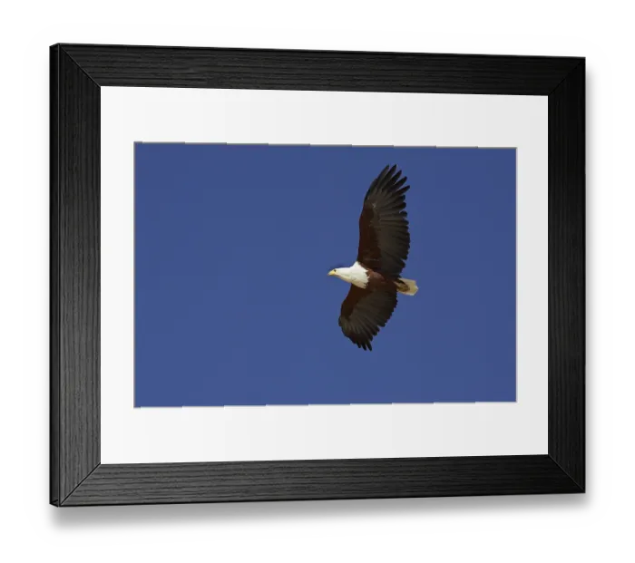 Framed Print : AFRICAN FISHERIFF (haliaeetus vocifer)