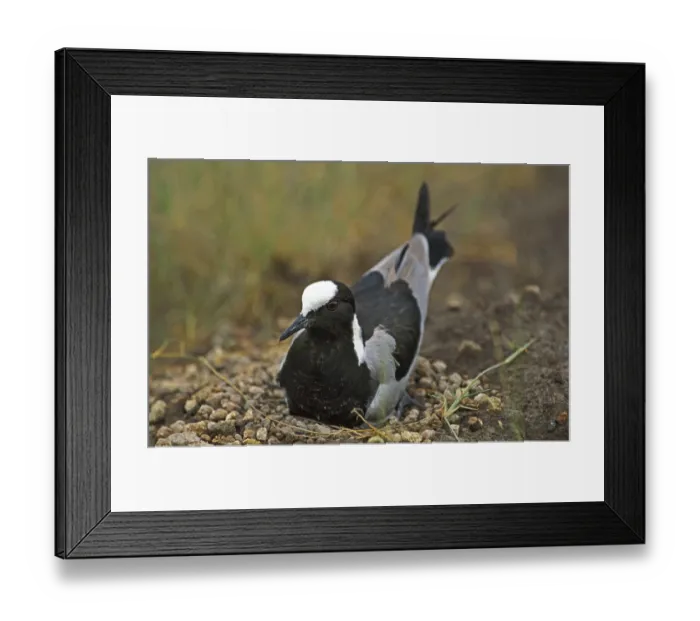 Framed Print : Blacksmith Plover or Blacksmith Lapwing (vanellus armatus) Framed Print : Blacksmith Plover or Blacksmith Lapwing (vanellus armatus)