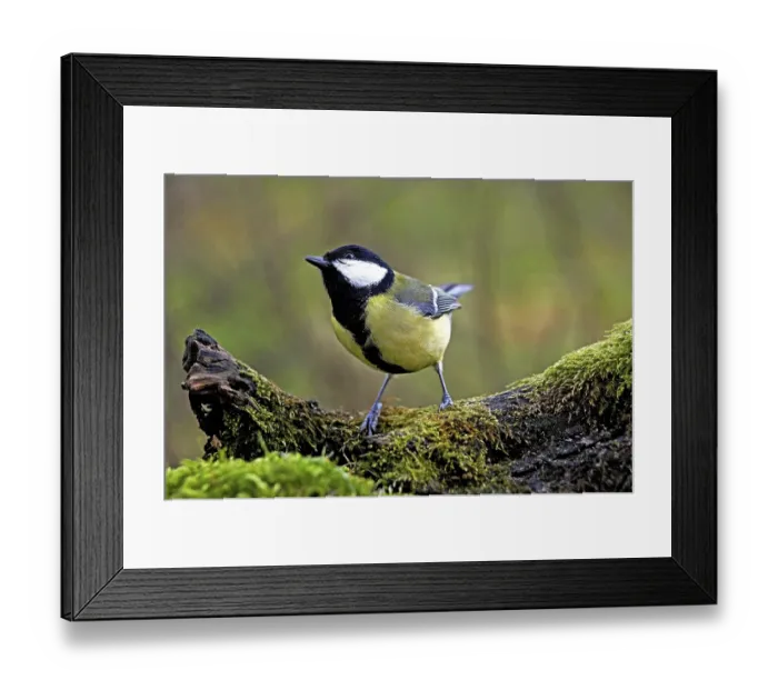 Framed Print : Great tit (parus major), male on branch, Normandy