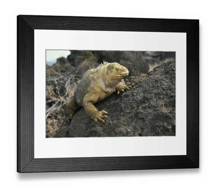 Framed Print : GALAPAGOS LAND IGUANA (conolophus subcristatus)