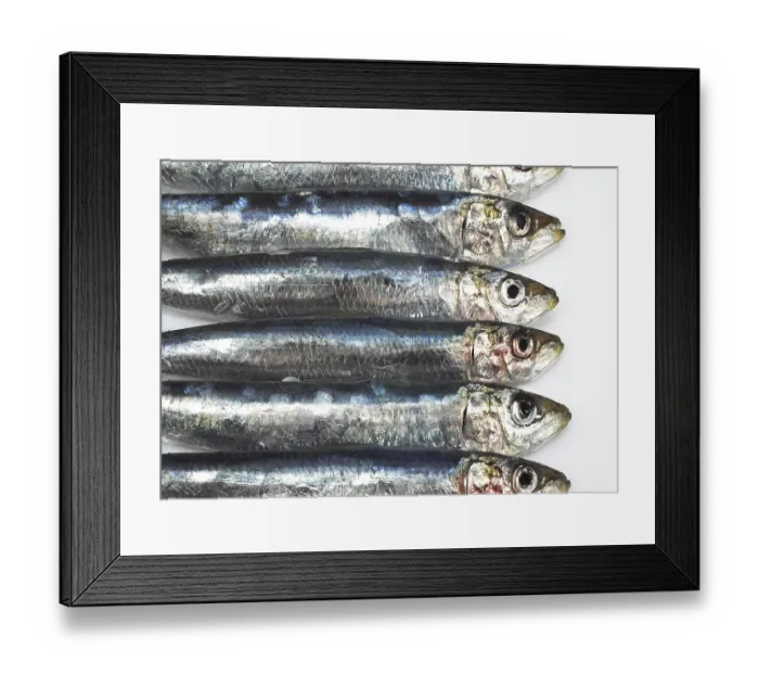 Framed Print : Atlantic sardine, European pilchard