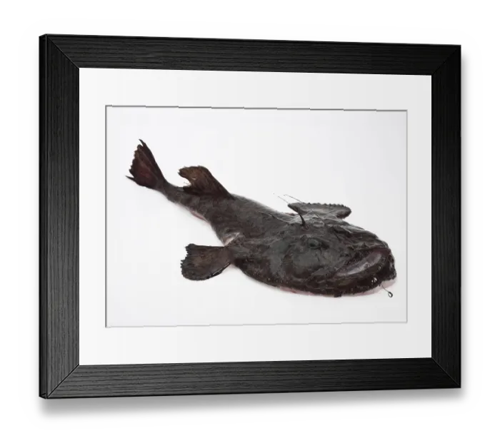 Framed Print : Monkfish (lophius piscatorius) Framed Print : Monkfish (lophius piscatorius)