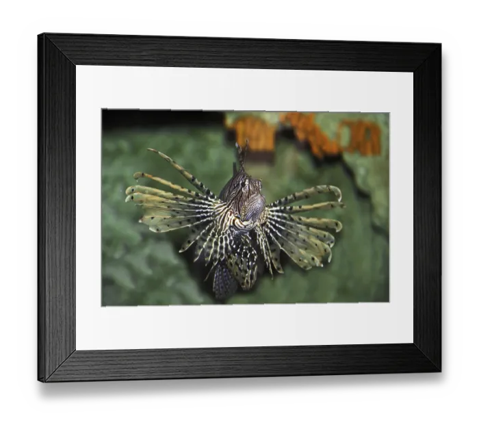 Framed Print : Common Lion Fish (pterois volitans), Venemous Fish